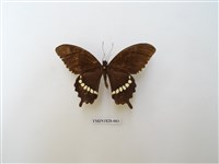 藏品(玉帶鳳蝶)的圖片